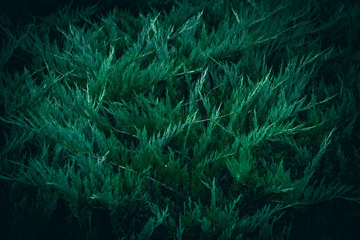 Textura de hojas verdes